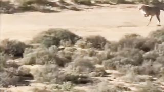 Cheetah...