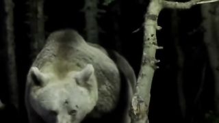 Eye to eye with a bear!!!! #scary