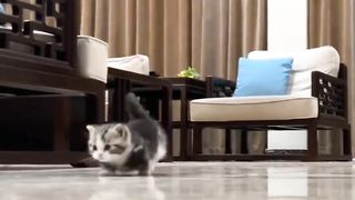 Wow what a shot cute cat4 funny animals