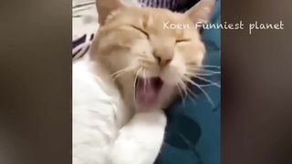 Funny Dogs And Cats Videos 2024 ???? - Best Funniest Animal Videos Of The week