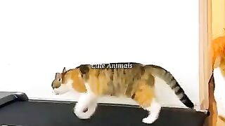Funniest_Videos_2023_????__#131_#shortvideo_#ytshorts__#shortscat(360p).