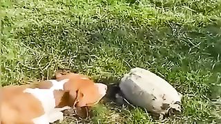 Animal_Funny_Moments_????_#shorts_#funnyanimals(360p).