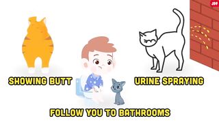 10 Odd Cat Behaviors Explained