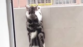 CAT 1 (Gembul ga bisa manjat wkwkwkwk)