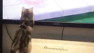 CAT 2 (Tom and Jerry wkwkwkwk)