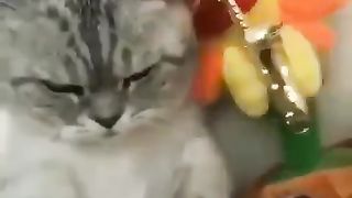 CAT 3 (Jutek amat cheng wkwkwkwk)