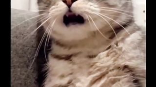 CAT 4 (Tinggal bijinya doang wkwkwkwk)