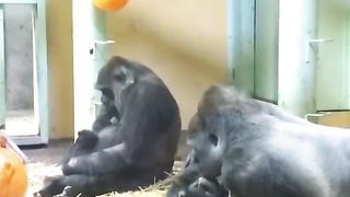 Funny Monkey Viral Video