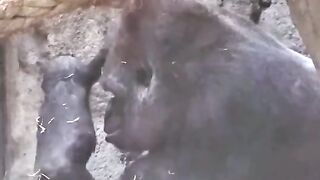 Funny Monkey Viral Video
