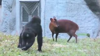 Funny Monkey Viral Video