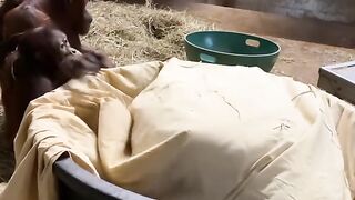 Funny Monkey Viral Video