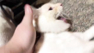 Dad Comforting His Cat During a Seizure