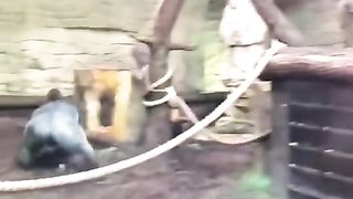 Funny Monkey Viral Video