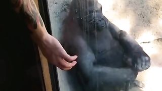 Funny Monkey Viral Video