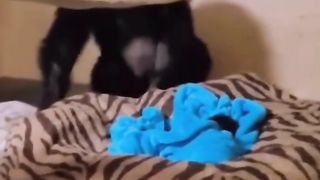 Funny Monkey Viral Video