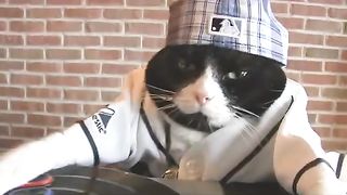 Tampa Bay Rays DJ Kitty