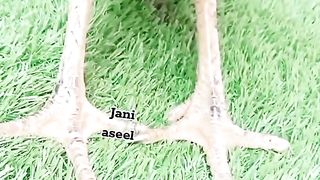 Aseel murghaa breeder for sale