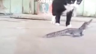 Kucing Anabul Bermain Dengan Kadal