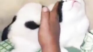Kasihan Kucing Anabulnya Dikerjain