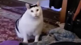 the “huh” cat.