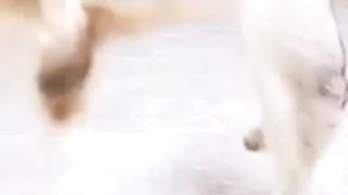 Apes Truz Kucing Oyen