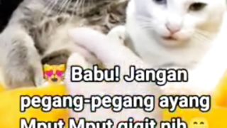 Kucing Betina Mpuut Marah Kekasihnya Diganggu