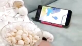 Kucing Oyen Santai Sambil Nonton Doraemon