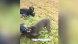 You Laugh You Lose ???? Funniest Animals 2024 ???????? New Funny Cats and Dogs Videos ????????