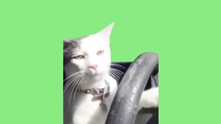 Best Cat Memes
