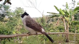 Best Chirping Female Lure Finches
