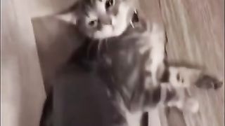 The cat is not afraid of the vacuum cleaner at all