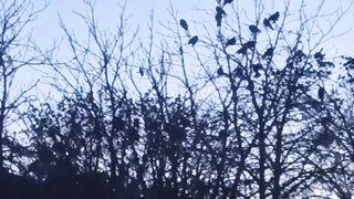 Live video