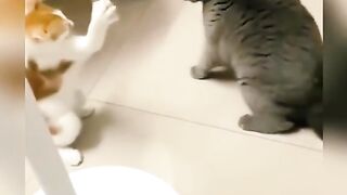 Funny Cat Viral Video
