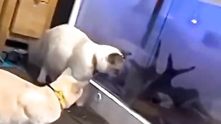 Funny animals #cats and dogs