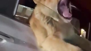 When Small Cat Meets big Cat