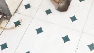 Funny Cat And mouse