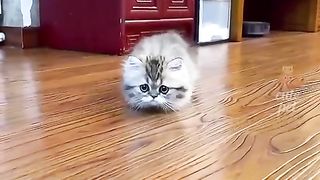 Funny Cat Cat Lovers