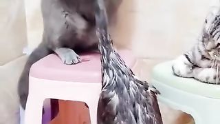 CatsAnd Duck Lovers