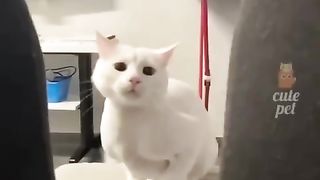 Cat play game