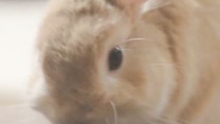 VIDÉO 5 // Cutest bunny !