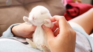 VIDÉO 6 // The Cutest Baby Bunny Rabbit Compilation EVER