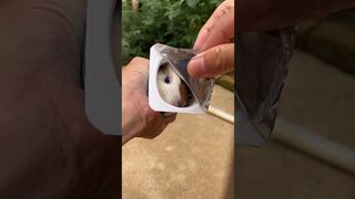 VIDÉO 7 // Funny Baby Bunny Rabbit / Cute Rabbits Compilation 2018