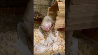 VIDÉO 8 // Adorable Hamster Hilariously Falls down During Sleep // PETASTIC !