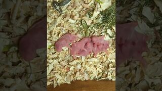 VIDÉO 9 // Funny animals & Cute Baby Hamsters at the Nest // FUNNIEST AND CUTTEST BABY HAMSTERS