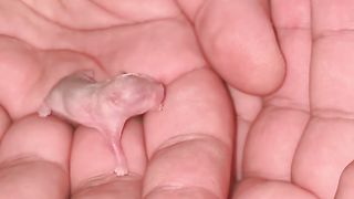 VIDÉO 10 // Hamster Growth !