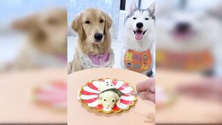 Dog Reaction to Cutting Cake - Funny Dog Cake Reaction Compilation