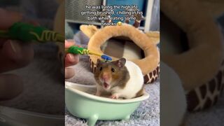 VIDÉO 11 // Mr TeaCake loved his first ever Spa Day !