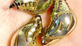 Так выглядят куколки южноамериканской бабочки Mechanitis polymnia.