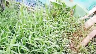 Cuan besar❗Rawa kosong disulap jadi kolam jaring untuk budidaya ikan lele