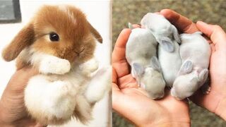 VIDÉO 12 // Cute Baby animals videos // COMPILATION Cute moment of the animals.